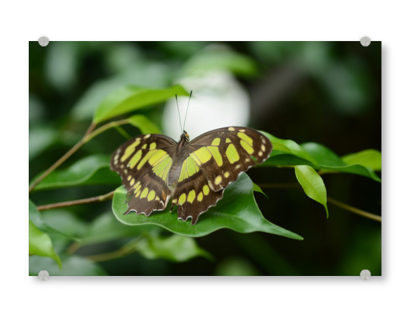 Acrylglasbild "Grüner Falter" artboxONE - Tiere - Schmetterling,Nature,Mariposas