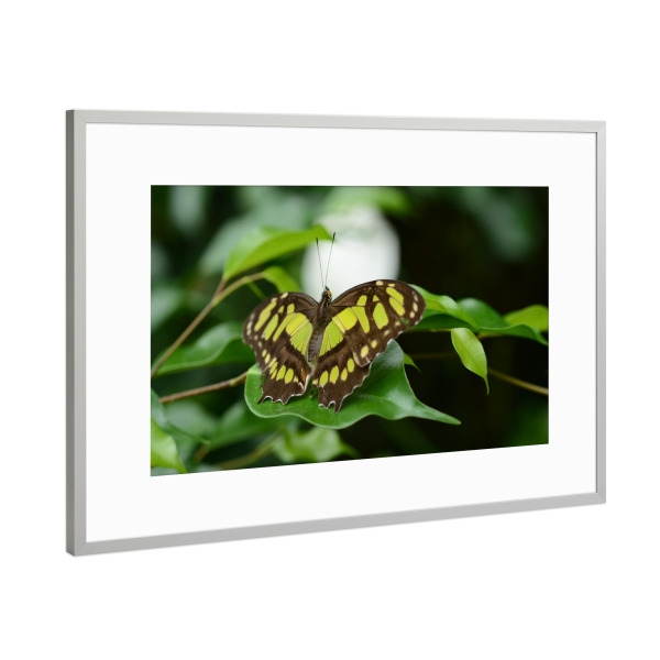 Poster mit Rahmen Silber "Grüner Falter" artboxONE - Tiere - Schmetterling,Nature,Mariposas