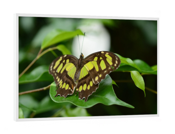 Poster mit weißem Rahmen "Grüner Falter" artboxONE - Tiere - Schmetterling,Nature,Mariposas