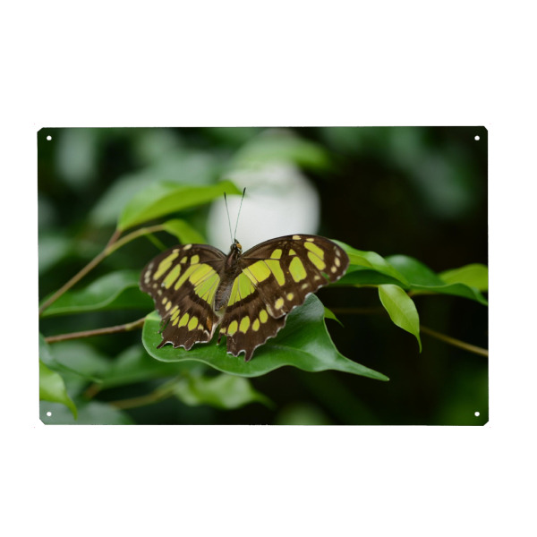 Metall Poster "Grüner Falter" artboxONE - Tiere - Schmetterling,Nature,Mariposas - Blechschild