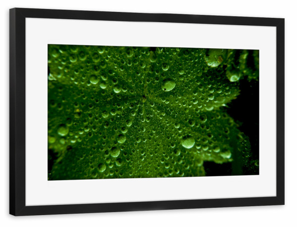 Poster mit Rahmen schwarz "Grüne Tropfen" artboxONE - Natur,Floral - Natur,Blatt,Regen,Tropfen,Reflexion,Grün,Schwarz