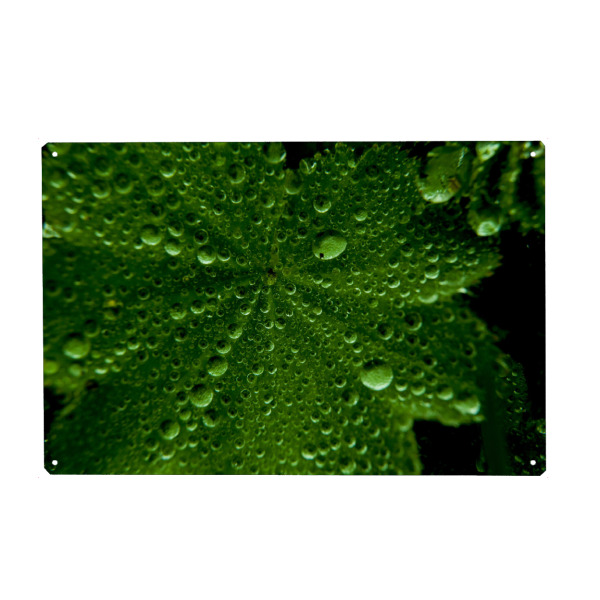 Metall Poster "Grüne Tropfen" artboxONE - Natur,Floral - Natur,Blatt,Regen,Tropfen,Reflexion,Grün,Schwarz - Blechschild