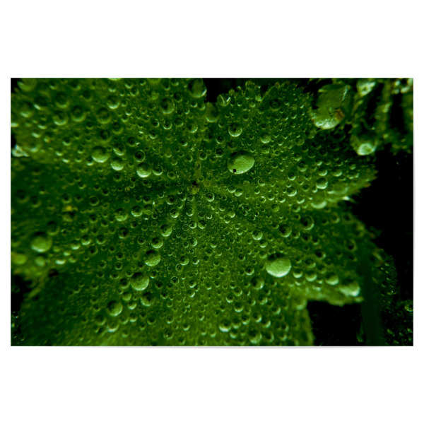 Poster 30x20 cm "Grüne Tropfen" artboxONE - Natur,Floral - Natur,Blatt,Regen,Tropfen,Reflexion,Grün,Schwarz