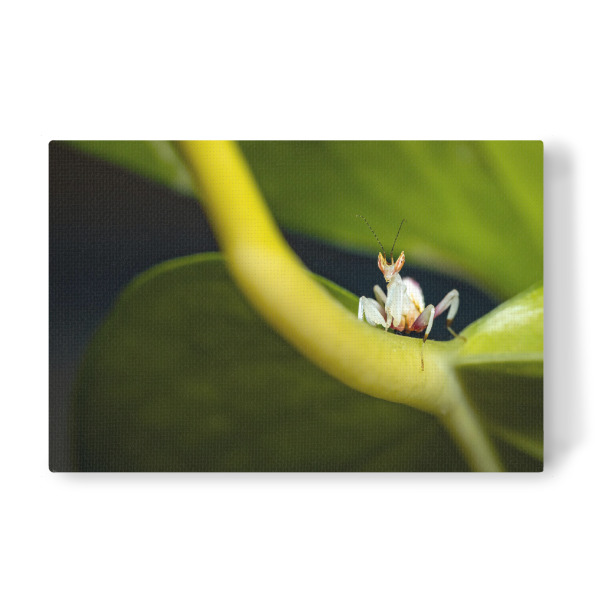 Leinwandbild "Orchideenmantis auf der Jagd" artboxONE - Tiere - Gottesanbeterin,Mantis,Insekt,Insekten,Orchideenmantis,Blütenmantis,Fangschrecken
