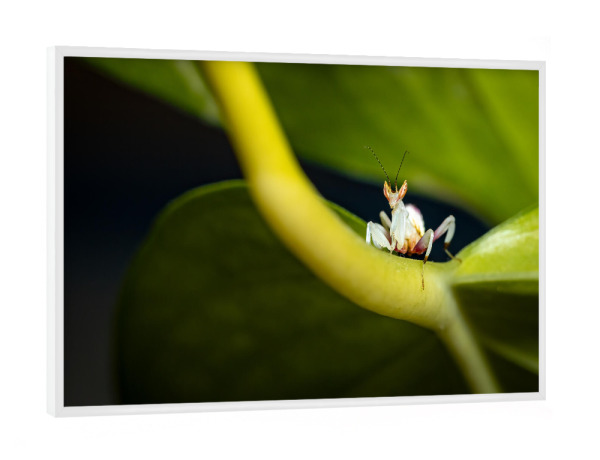 Poster mit weißem Rahmen "Orchideenmantis auf der Jagd" artboxONE - Tiere