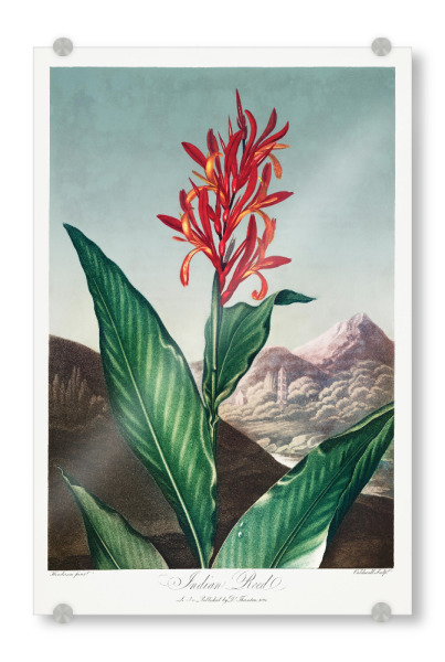 Acrylglasbild "Thornton - Indisches Schilfrohr" artboxONE - Natur,Floral - Blüte,Natur,Museum,Flora,Botanik,Blume,Pflanze