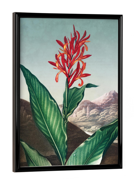 Poster mit schwarzem Rahmen "Thornton - Indisches Schilfrohr" artboxONE - Natur,Floral - Blüte,Natur,Museum,Flora,Botanik,Blume,Pflanze