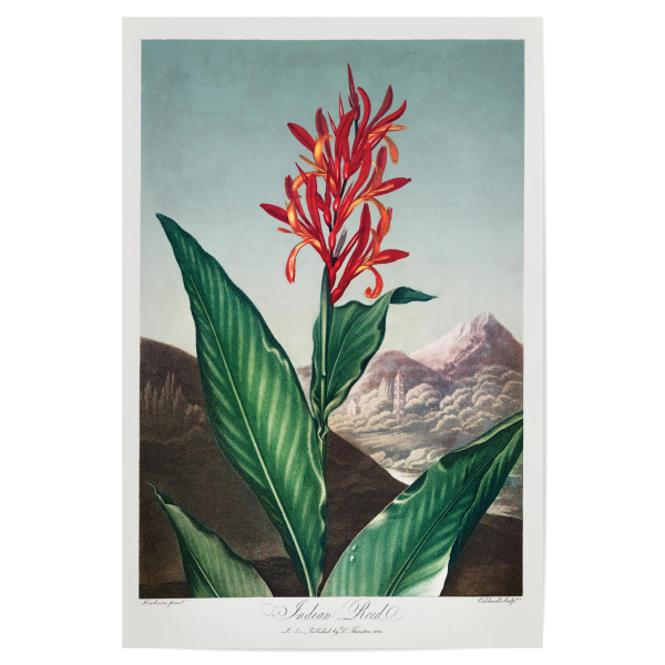 Poster "Thornton - Indisches Schilfrohr" artboxONE - Natur,Floral - Blüte,Natur,Museum,Flora,Botanik,Blume,Pflanze