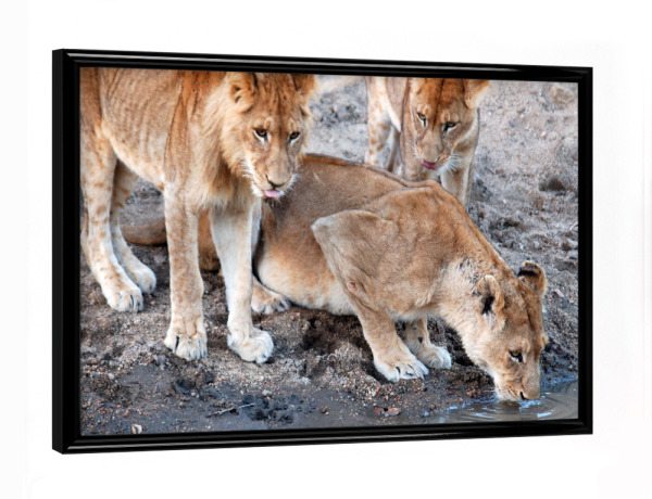 Poster mit schwarzem Rahmen "3 Löwen am Wasserloch" artboxONE - Natur,Reise,Tiere,Reise / Afrika,Reise / Länder