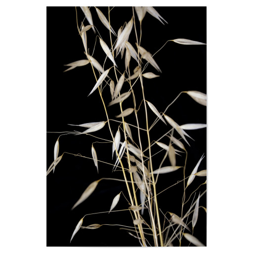 Botanische Serie Japan Gras