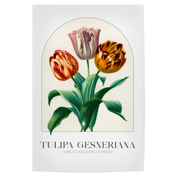 Poster "Orbigny - Tulipa" artboxONE - Typografie,Natur,Floral - Blüte,Natur,Museum,Flora,Botanik,Blume,Pflanze,Tulpe,Frühling