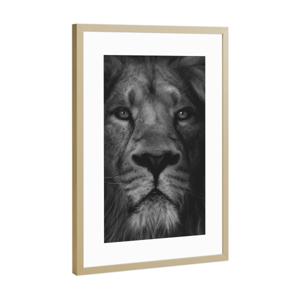Poster mit Rahmen Gold "Löwe-Tierporträt" artboxONE - Tiere - Singa,Kepala singa,Wajah singa,Singa yang lucu,Satwa,Binatang,Lucu,Lügner,Margasatwa