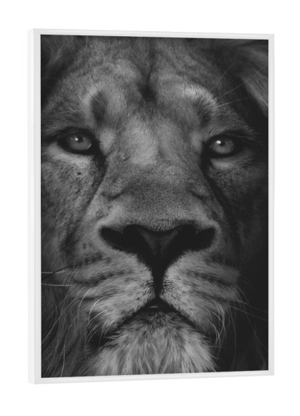 Poster mit weißem Rahmen "Löwe-Tierporträt" artboxONE - Tiere - Singa,Kepala singa,Wajah singa,Singa yang lucu,Satwa,Binatang,Lucu,Lügner,Margasatwa