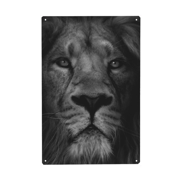Metall Poster "Löwe-Tierporträt" artboxONE - Tiere - Singa,Kepala singa,Wajah singa,Singa yang lucu,Satwa,Binatang,Lucu,Lügner,Margasatwa