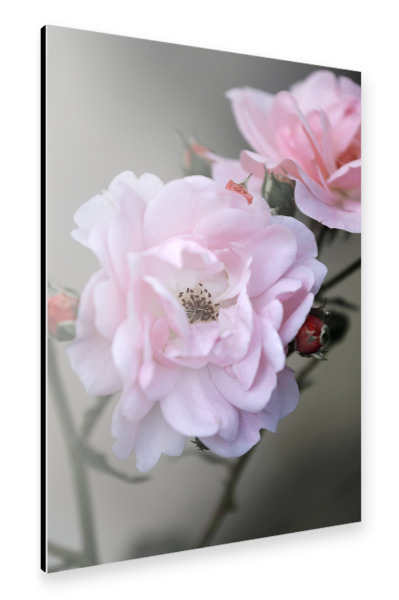 Alu-Dibond "Rose Weiß Rosa" 30x20 cm artboxONE