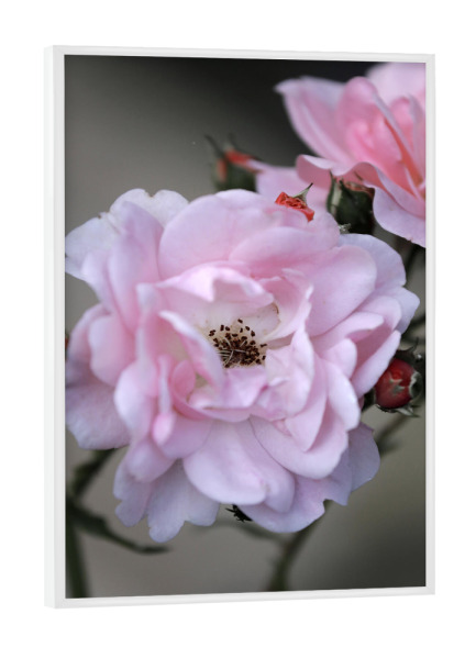 Poster mit weißem Rahmen "Rose Weiß Rosa" artboxONE - Natur,Floral,Liebe
