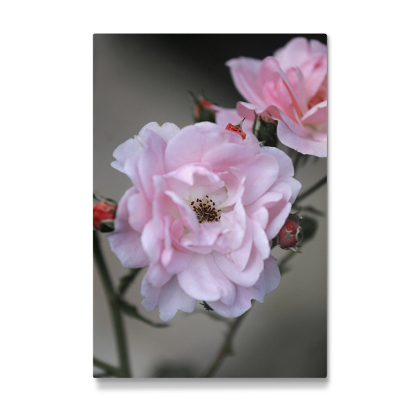 Galerie-Print "Rose Weiß Rosa" 30x20 cm artboxONE