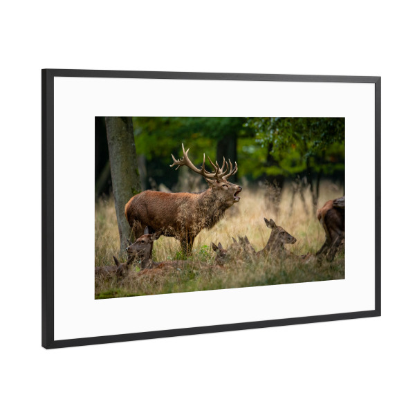 Poster mit Rahmen Schwarz (Metallic) "Der Rothirsch" artboxONE - Natur,Tiere - Hirsch,Brunft,Hirsche,Rothirsch,Rotwild,Wild,Wildtiere,Wald