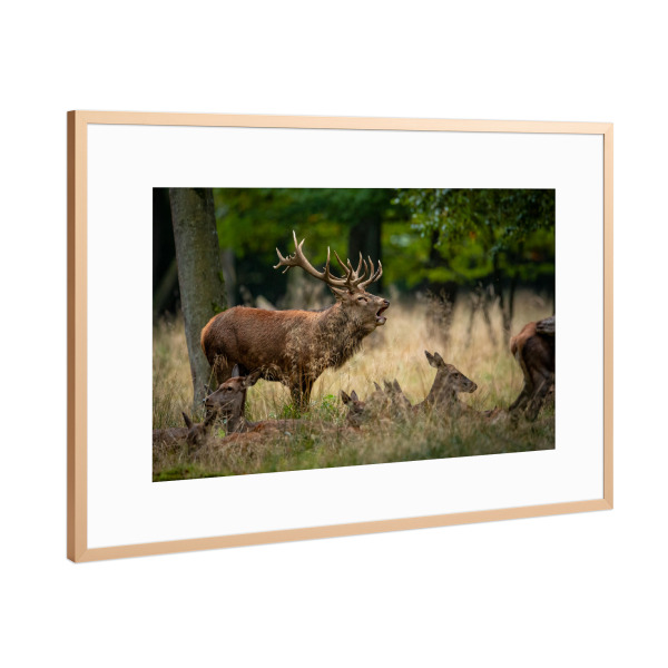 Poster mit Rahmen Kupfer "Der Rothirsch" artboxONE - Natur,Tiere - Hirsch,Brunft,Hirsche,Rothirsch,Rotwild,Wild,Wildtiere,Wald