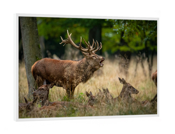 Poster mit weißem Rahmen "Der Rothirsch" artboxONE - Natur,Tiere - Hirsch,Brunft,Hirsche,Rothirsch,Rotwild,Wild,Wildtiere,Wald