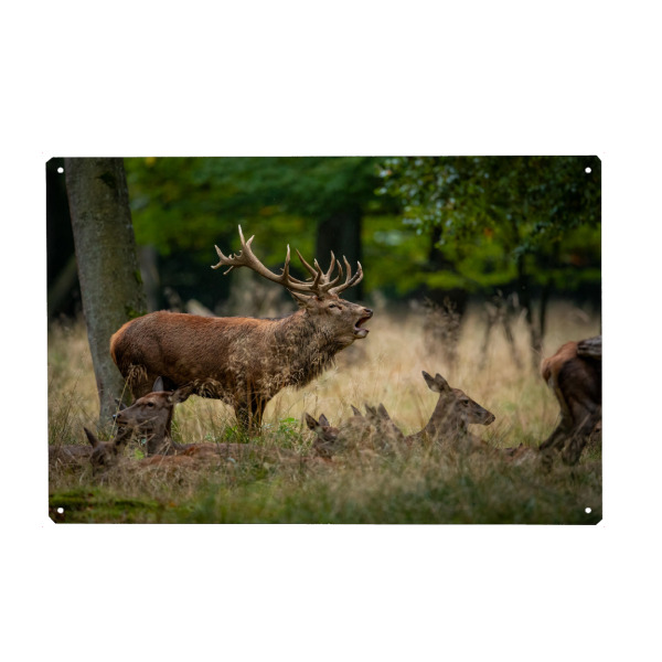 Holzbild "Der Rothirsch" artboxONE - Natur,Tiere - Hirsch,Brunft,Hirsche,Rothirsch,Rotwild,Wild,Wildtiere,Wald