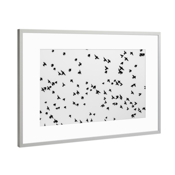 Poster mit Rahmen Silber "Abendflug" artboxONE - Natur,Tiere,Schwarzweiß - Bodensee,Baum,Vögel,Stare,Fliegen,Flug,Kolonie,Schwarz,Weiß,S/w