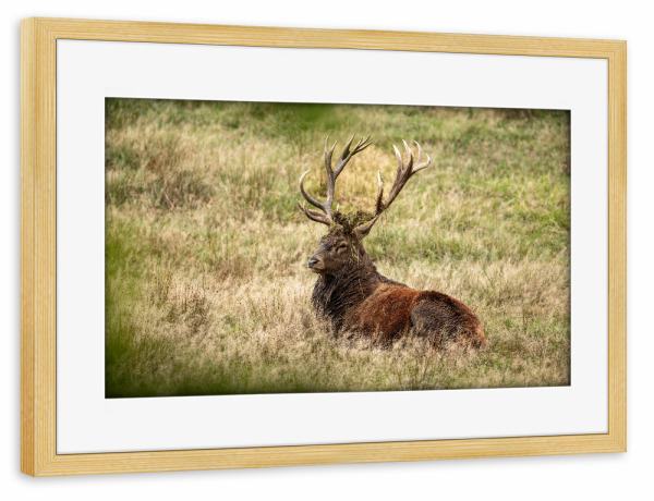Poster mit Rahmen kiefer "Hirsch auf der Wiese" artboxONE - Natur,Tiere - Hirsch,Brunft,Hirsche,Rothirsch,Rotwild,Wild,Wildtiere,Wald