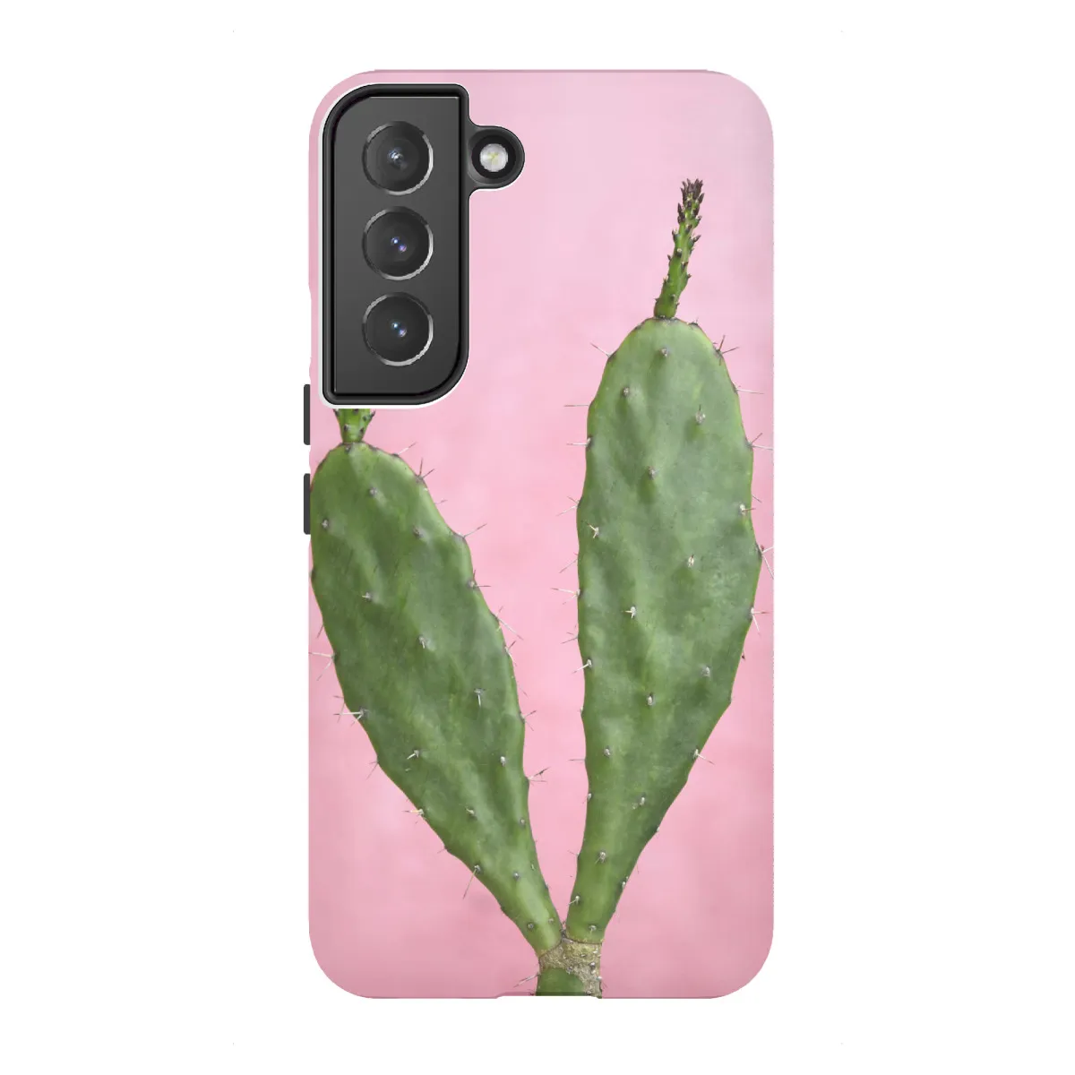 kaktus zwisający Disocactus × mallisonii (Kaktus ogon szczura) main image 1