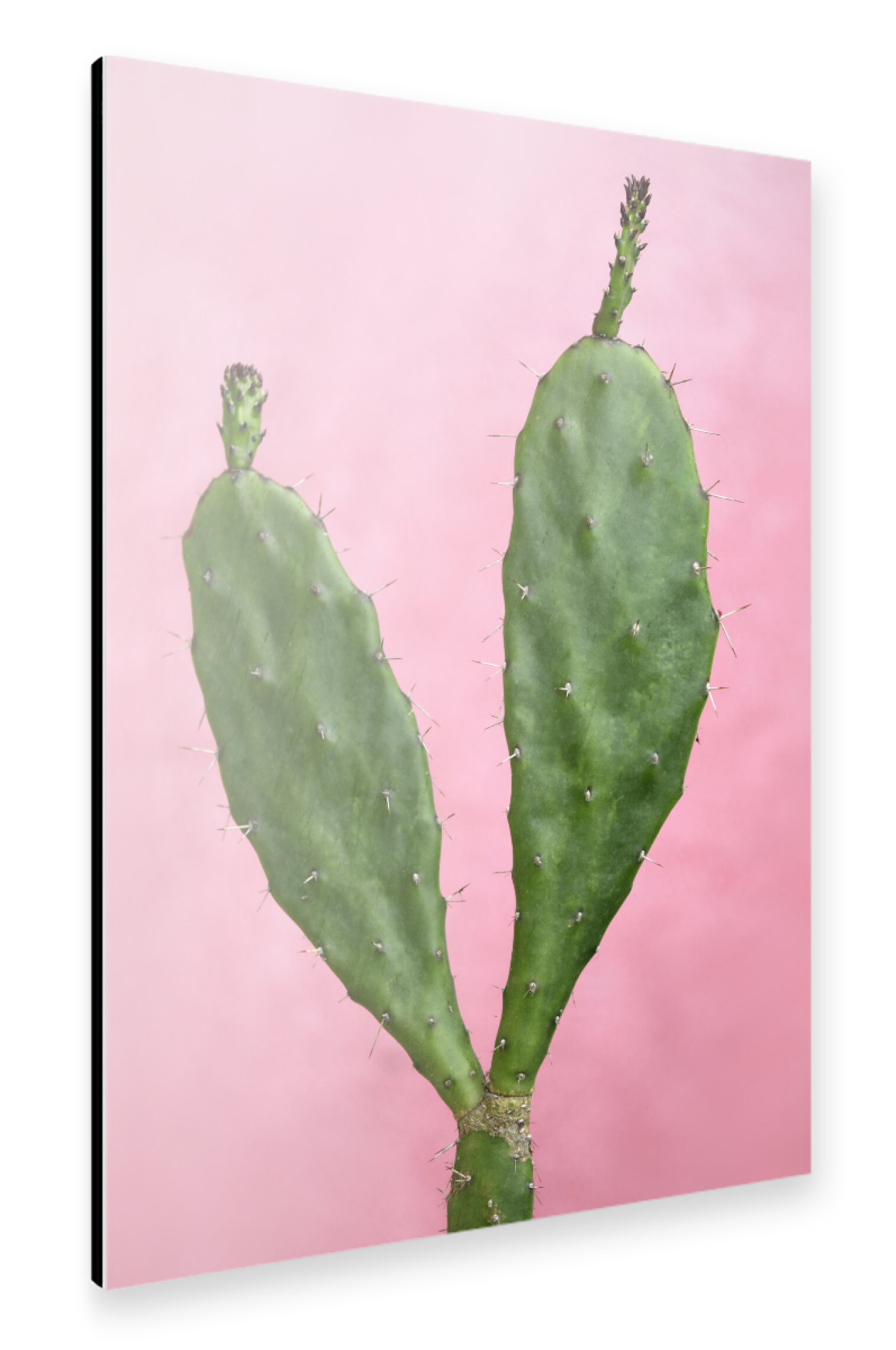 Alu-Dibond "Kaktus Herz grün rosa" 75x50 cm artboxONE