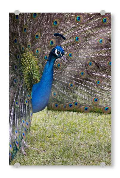 Acrylglasbild "Pfau im Profil" artboxONE - Tiere - Pfau,Vogel,Vögel,Bird,Bunt,Tiere