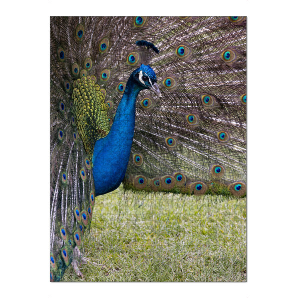 Puzzle Ravensburger "Pfau im Profil" artboxONE - Tiere - Pfau,Vogel,Vögel,Bird,Bunt,Tiere - Bild pfau