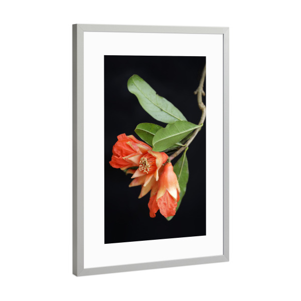 Poster mit Rahmen Silber "Botanische Serie Granatapfelblüte" artboxONE - Natur,Floral