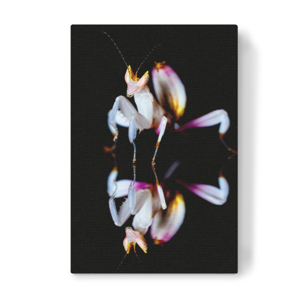 Leinwandbild "Gespiegelte Orchideenmantis" artboxONE - Tiere
