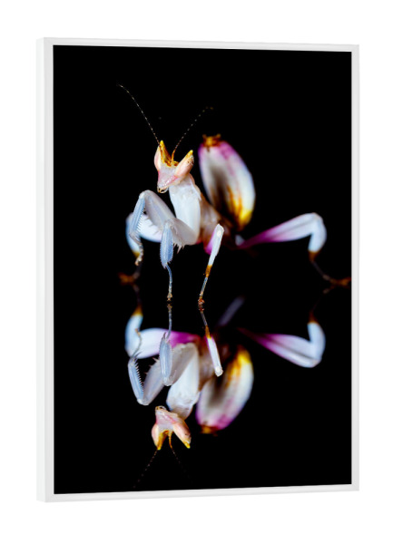 Poster mit weißem Rahmen "Gespiegelte Orchideenmantis" artboxONE - Tiere