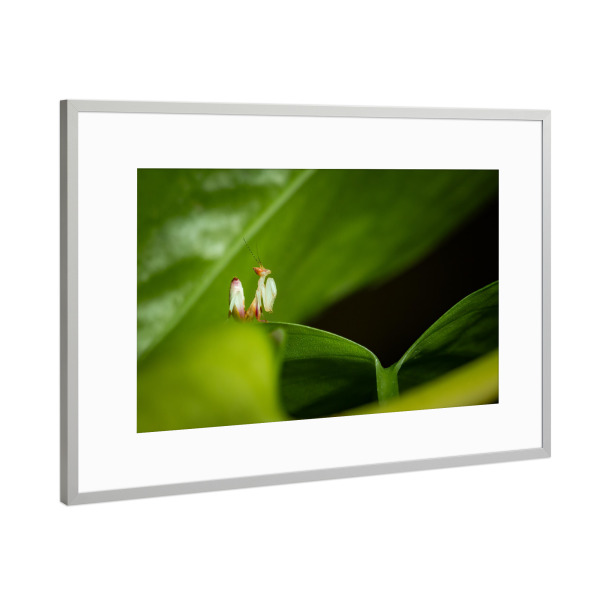 Poster mit Rahmen Silber "Orchideenmantis" artboxONE - Tiere - Gottesanbeterin,Mantis,Insekt,Insekten,Orchideenmantis,Blütenmantis,Fangschrecken