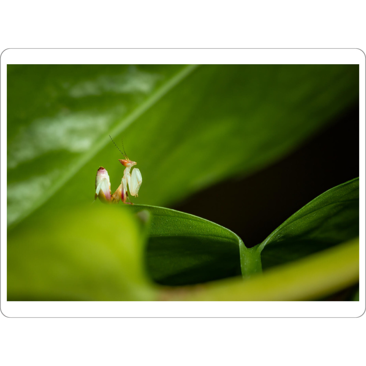 Tischset "Orchideenmantis" artboxONE - Tiere - Gottesanbeterin,Mantis,Insekt,Insekten,Orchideenmantis,Blütenmantis,Fangschrecken