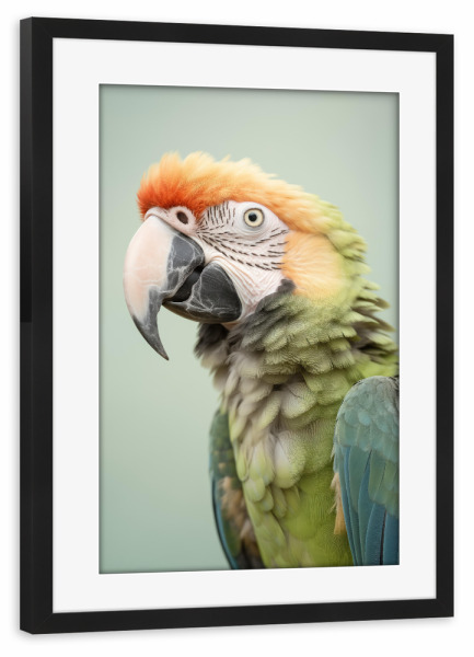 Poster mit Rahmen schwarz "Ara-Studioaufnahme" artboxONE - Tiere - Tier,Vogel,Niedlich,Glücklich,Ara,Papagei,Fotografie,Porträt,Lächeln,Studio