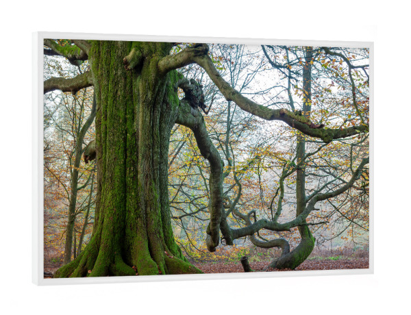 Poster mit weißem Rahmen "Die Alte Buche im Reinhardswald" artboxONE - Natur - Buche,Baum,Reinhardswald,Wald,Natur,Herbst,Buchenbaum,Buchenstamm