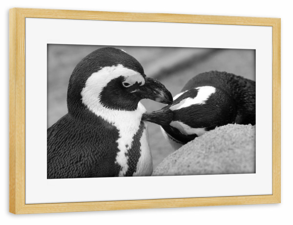 Poster mit Rahmen kiefer "Pinguin Liebe" artboxONE - Natur,Tiere,Schwarzweiß,Liebe,Lustig