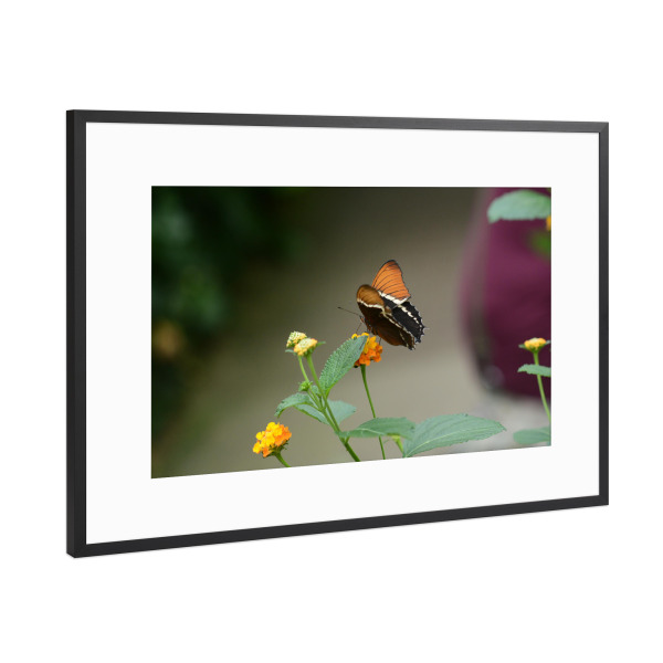 Poster mit Rahmen Schwarz (Metallic) "Schmetterling auf der Pflanze" artboxONE - Natur,Tiere - Nature,Schmetterling,Planze