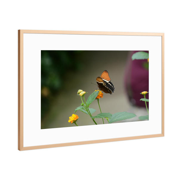 Poster mit Rahmen Kupfer "Schmetterling auf der Pflanze" artboxONE - Natur,Tiere - Nature,Schmetterling,Planze