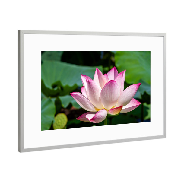 Poster mit Rahmen Silber "Blüte einer Seerose" artboxONE - Natur,Floral - Seerose,Teichrose,Blume,Blüte,Teich,See