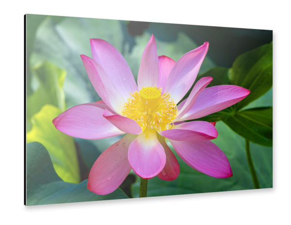 Alu-Dibond "Eine Seerose" 30x20 cm artboxONE