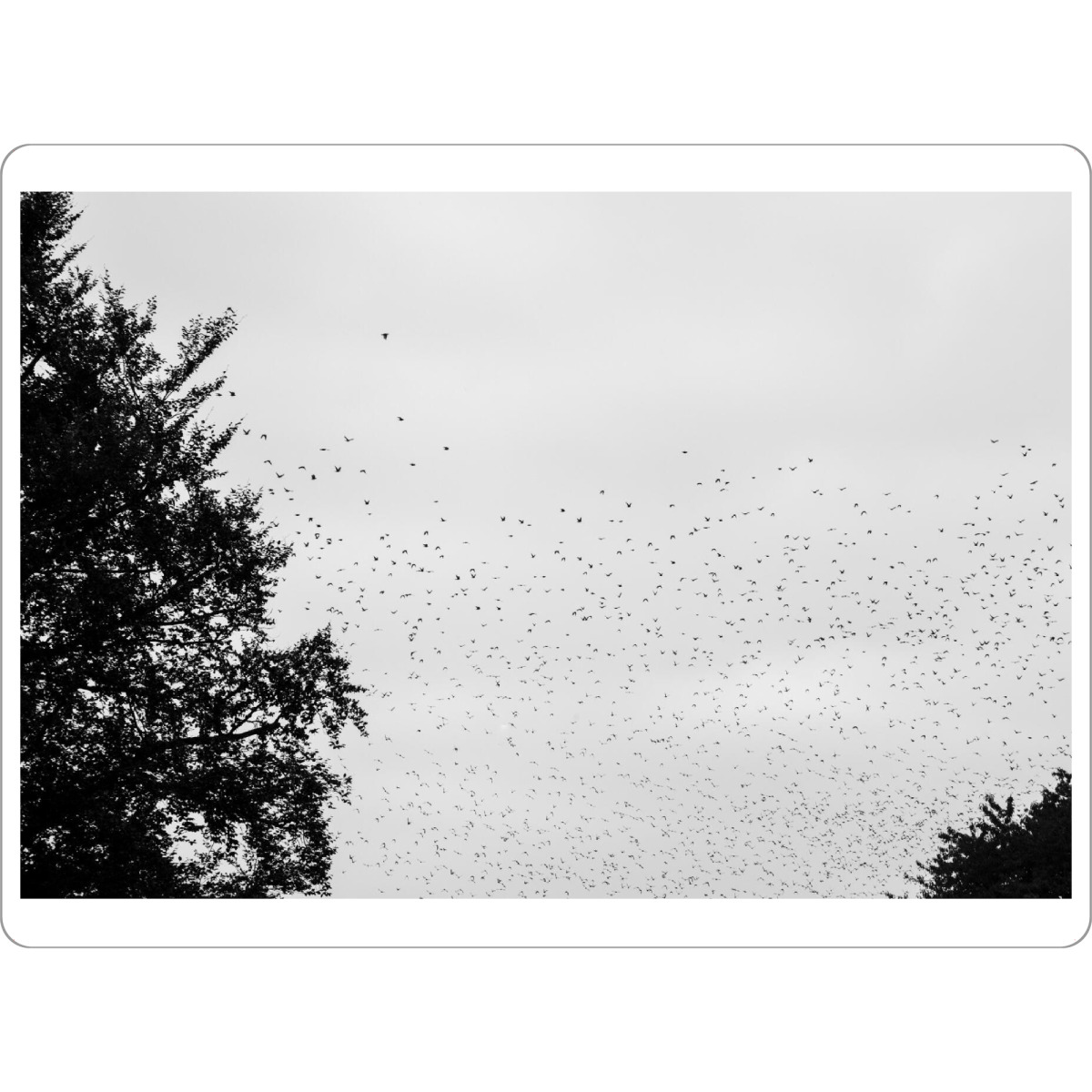 Tischset "Zwischen den Bäumen" artboxONE - Natur,Tiere,Schwarzweiß - Bodensee,Baum,Vögel,Stare,Fliegen,Flug,Kolonie,Schwarz,Weiß,S/w - Bild bodensee