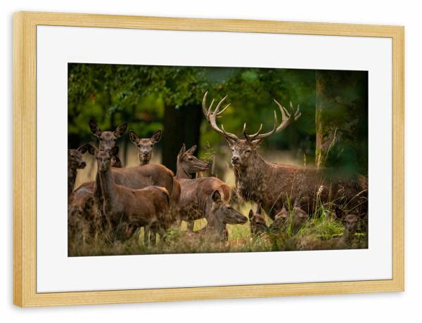 Poster mit Rahmen kiefer "Das Hirschrudel" artboxONE - Natur,Tiere - Hirsch,Brunft,Hirsche,Rothirsch,Rotwild,Wild,Wildtiere,Wald
