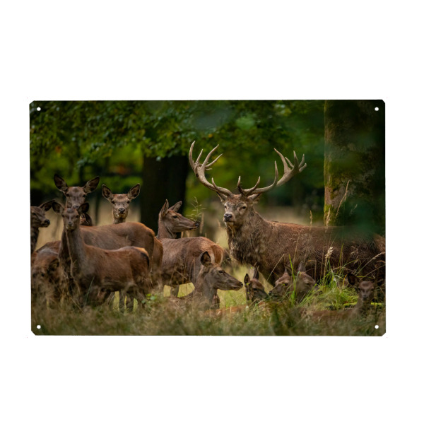 Holzbild "Das Hirschrudel" artboxONE - Natur,Tiere - Hirsch,Brunft,Hirsche,Rothirsch,Rotwild,Wild,Wildtiere,Wald