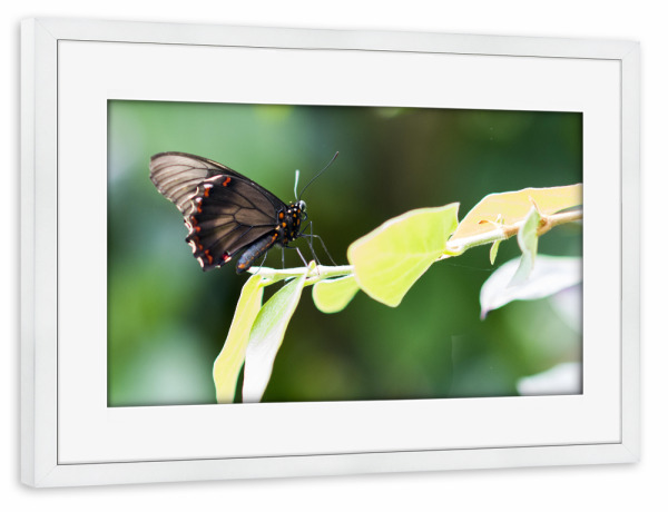 Poster mit Rahmen weiß "Schmetterling im Garten" artboxONE - Natur,Tiere - Schmetterling,Natur