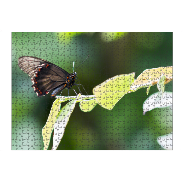 Puzzle Ravensburger "Schmetterling im Garten" artboxONE - Natur,Tiere - Schmetterling,Natur - Bild schmetterling