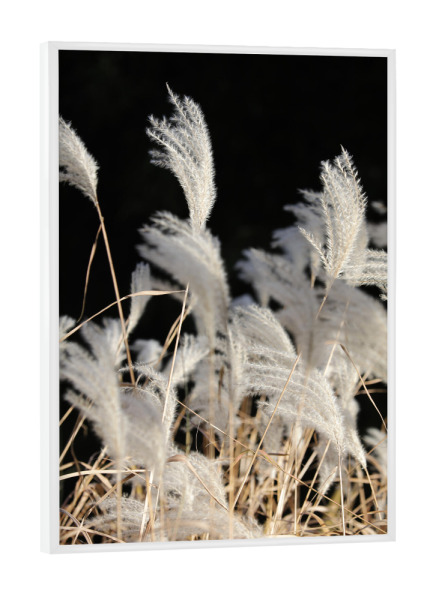 Poster mit weißem Rahmen "Federgras Naturfarben Sommer" artboxONE - Natur,Floral,Abstrakt