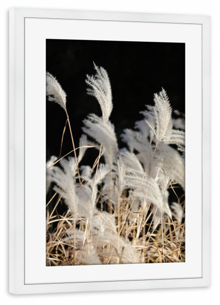 Poster mit Rahmen weiß "Federgras Naturfarben Sommer" artboxONE - Natur,Floral,Abstrakt